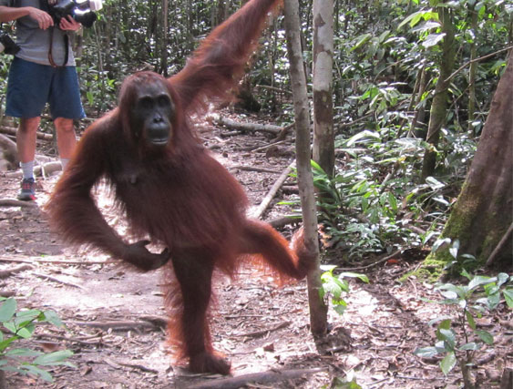 siwi orangutan