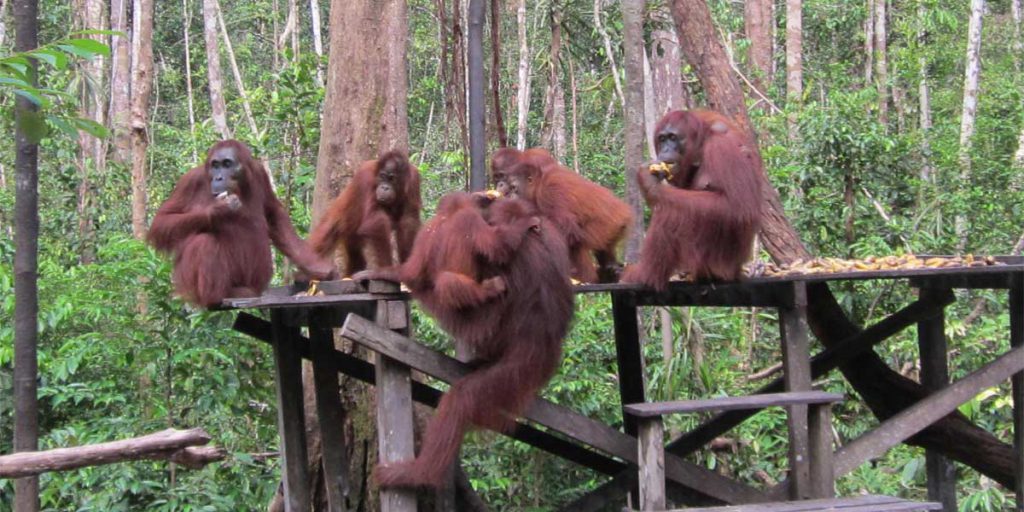 Feeding time for Orangutan