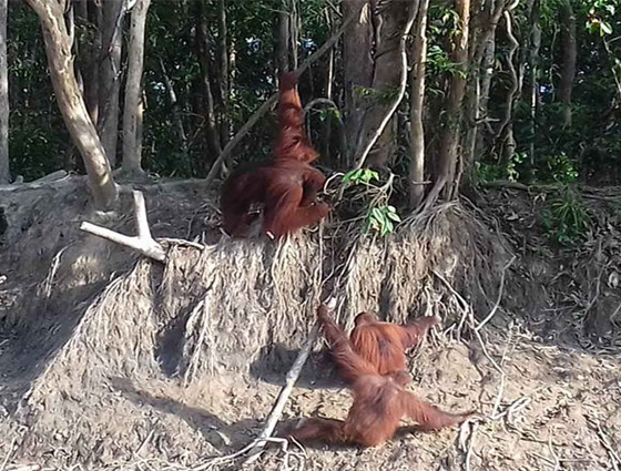 Kaja island orangutan